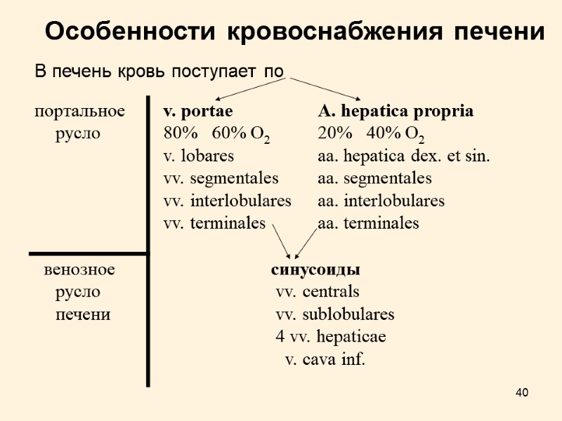 40 Особенности кровоснабжения печени  В печень кровь поступает по